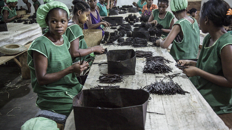 Women sorting sundried black vanilla pods. Credit: Natalie Bertrams.